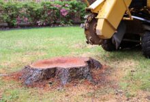 Stump removal services Georgia