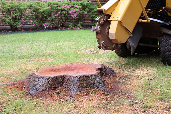 Tree Stump Removal and Grinding Services - Sport Funda