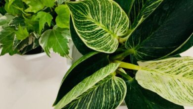philodendron micans houseplant